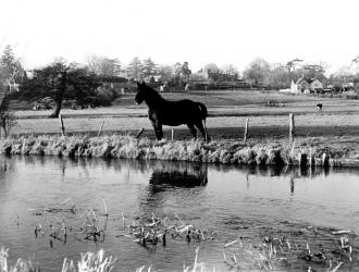 Horse Uff Place in distance scan