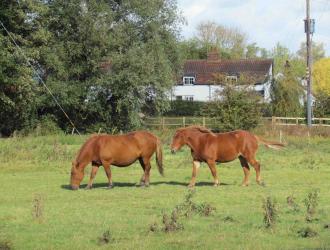 Suffolk Punch on Ufford meadow