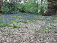 24bluebells4